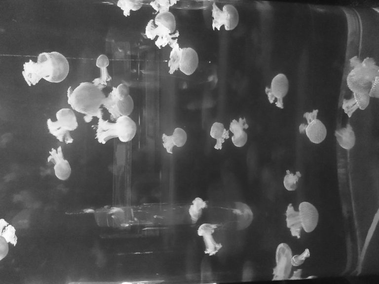 resized_מדוזות